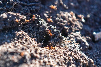 ON THE MARCH: A fire ant nest has been found just five kilometres from the NSW border, sparking calls for increased eradication efforts. Photo: AAP Image/Jono Searle