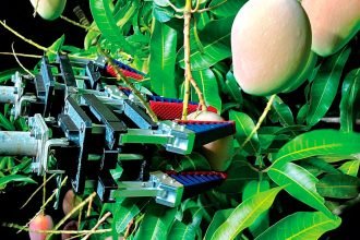 INNOVATION: A federal government grant is helping Redland Bay business Freelance Robotics automate the mango harvesting process.