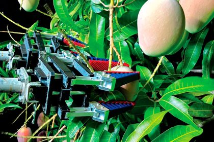 INNOVATION: A federal government grant is helping Redland Bay business Freelance Robotics automate the mango harvesting process.