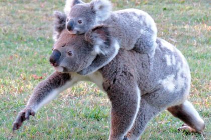 ON THE MOVE: Koala Action Group is urging residents to keep an eye out for koalas.