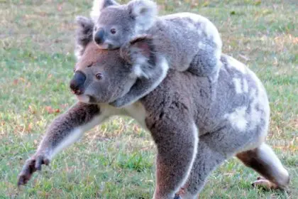 ON THE MOVE: Koala Action Group is urging residents to keep an eye out for koalas.
