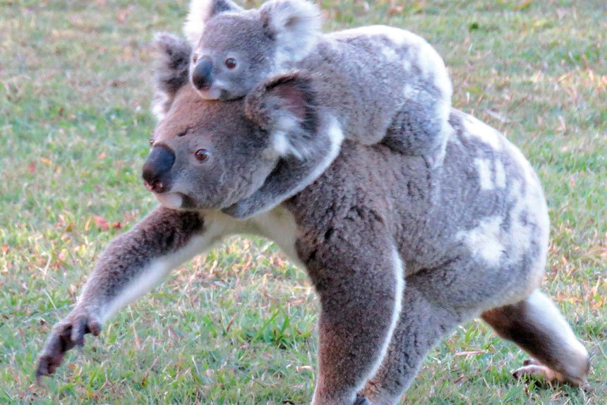 ON THE MOVE: Koala Action Group is urging residents to keep an eye out for koalas.