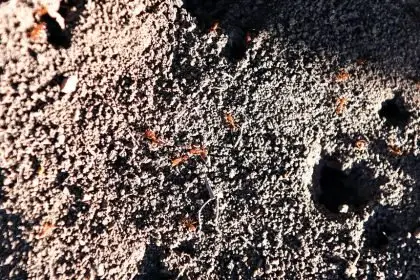 CONTAINMENT STRATEGY: Authorities have adopted a new approach in their fight to prevent fire ants continuing their spread. Photo: AAP Image/Jono Searle