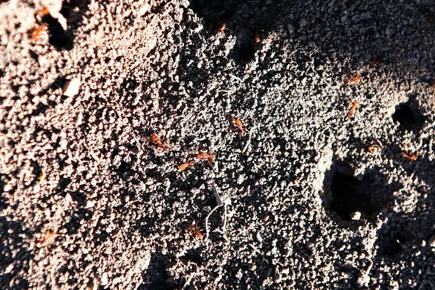 CONTAINMENT STRATEGY: Authorities have adopted a new approach in their fight to prevent fire ants continuing their spread. Photo: AAP Image/Jono Searle