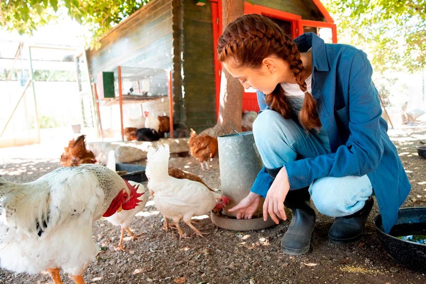 Don’t forget to feed the chooks