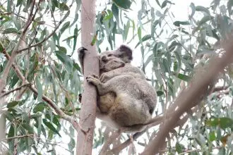 CLOSE WATCH: Koalas like Rose and her joey receive regular health checks as part of council’s safe neighbourhood program.