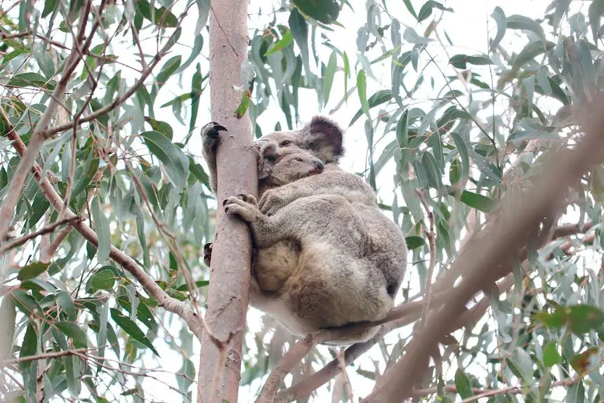 CLOSE WATCH: Koalas like Rose and her joey receive regular health checks as part of council’s safe neighbourhood program.