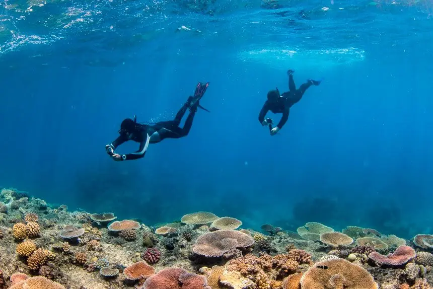 DEEP DIVE: Travel Census surveying at Lizard Island. PHOTO: Nicole McLachlan