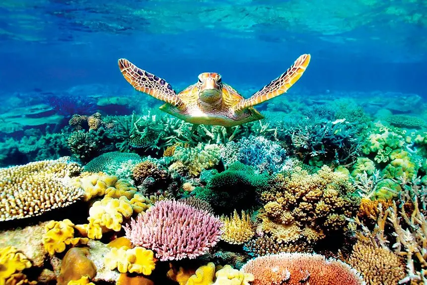 Our incredible Great barrier Reef and its many wonders.