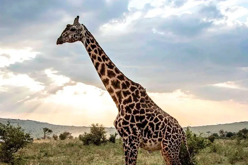Get up close with the animals when you go on a Kenyan safari.
