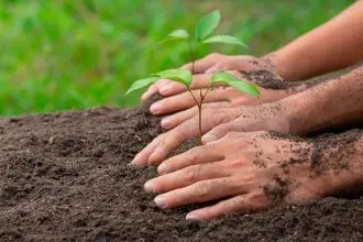 Don’t just plant a tree anywhere