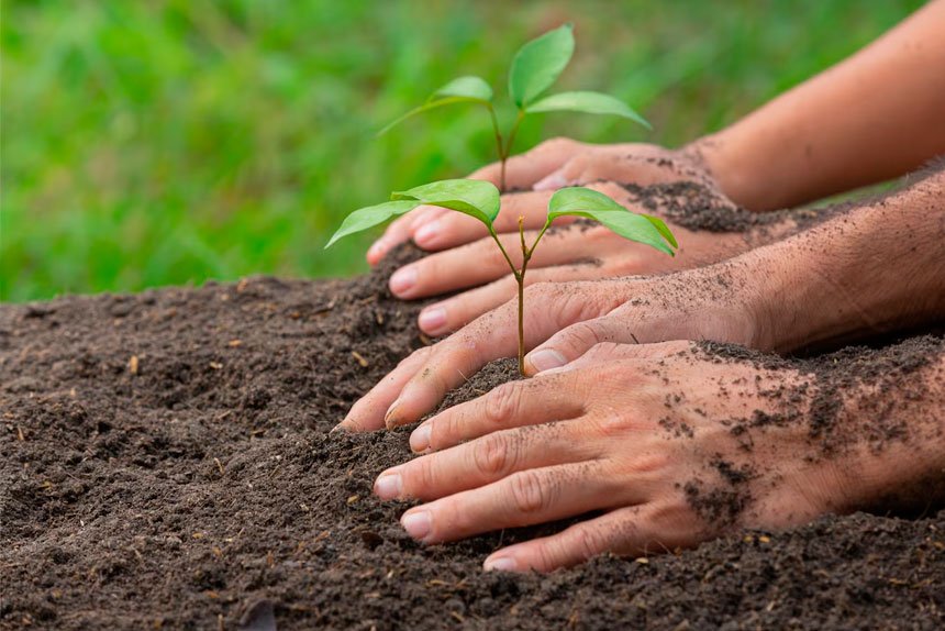 Don’t just plant a tree anywhere