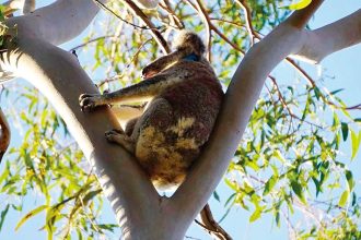 BARRIER: Redland City Council is installing koala-proof fencing at the Birkdale Community Precinct.