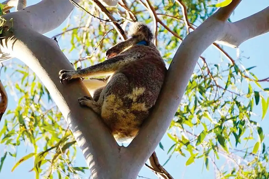 BARRIER: Redland City Council is installing koala-proof fencing at the Birkdale Community Precinct.