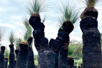 The beauty of the Grass Tree