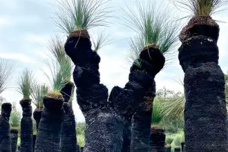 The beauty of the Grass Tree