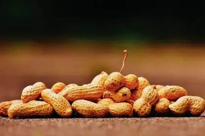 The tricks to growing peanuts