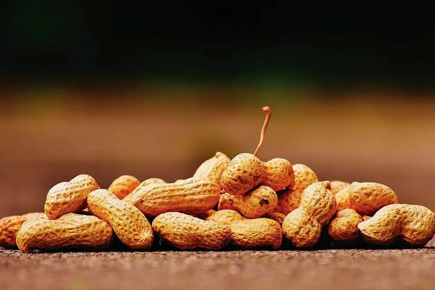 The tricks to growing peanuts