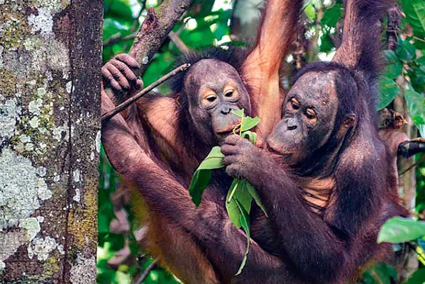 TOURIST HOT SPOT: Sabah’s Sepilok Orangutang rehabilitation centre.