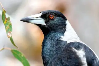 WATCH OUT ABOVE: Residents are being reminded that magpie breeding season has begun and birds may swoop to protect their young. Photo: Redland City Council