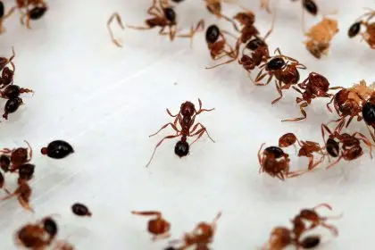 INVASIVE SPECIES: A senate inquiry will look at whether enough is being done to eradicate fire ants.