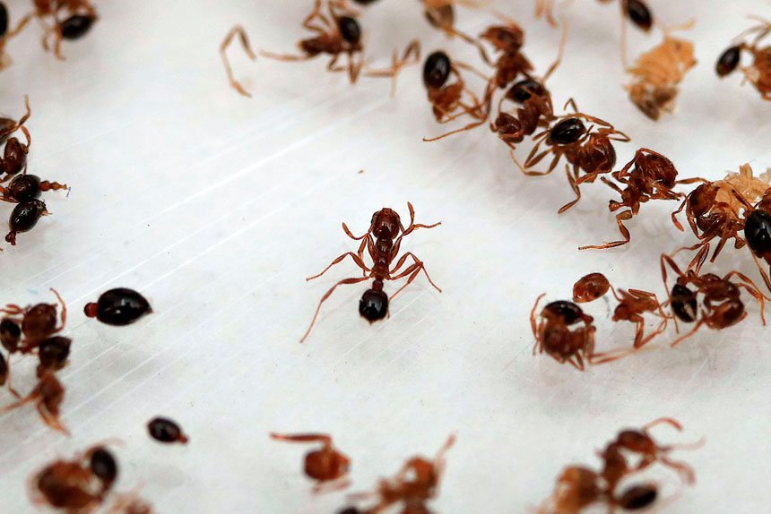 INVASIVE SPECIES: A senate inquiry will look at whether enough is being done to eradicate fire ants.