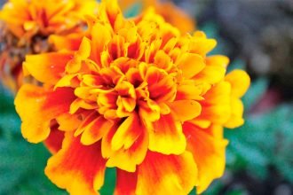 Cultivating marigold