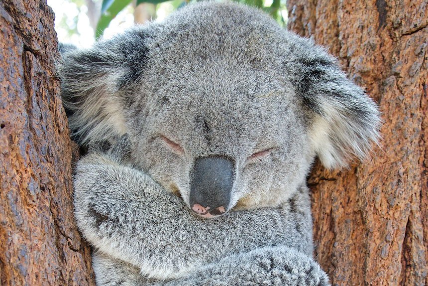 CSIRO’s solar powered tag was originally meant to track cattle.