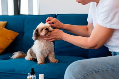 Keep your puppy safe from heartworm with simple prevention strategies for a long and healthy life