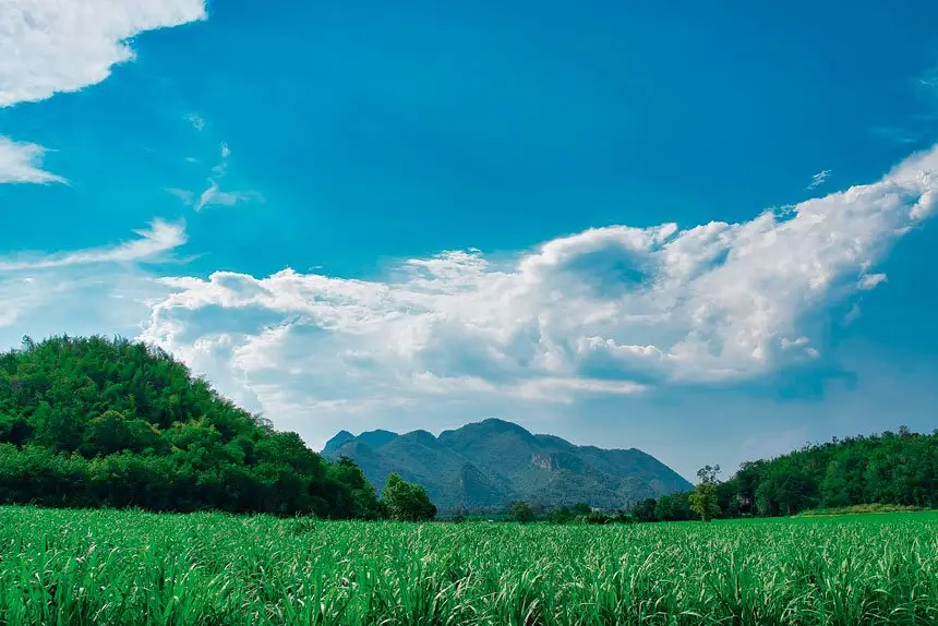 A multitude of companies seek new bio-fuel sources