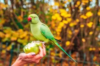 When are the birds going to be here, Mum?