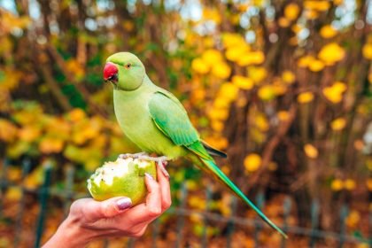 When are the birds going to be here, Mum?