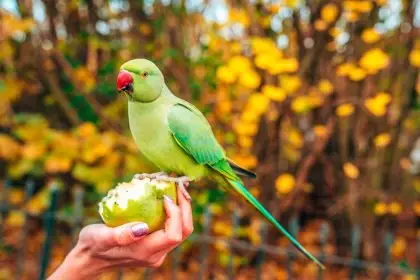 When are the birds going to be here, Mum?