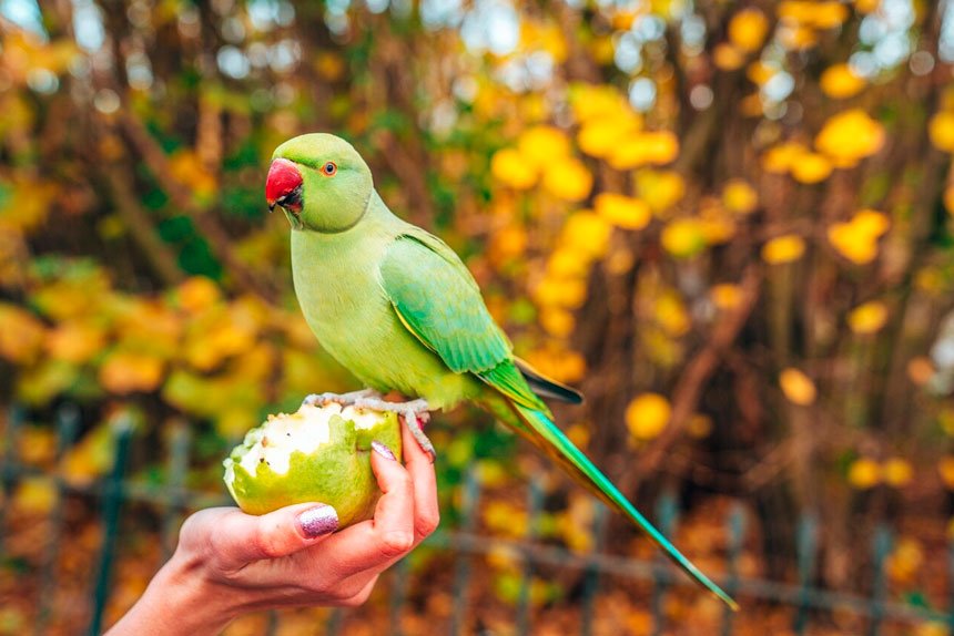 When are the birds going to be here, Mum?