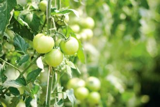 Overcome a shortage of land and grow fruit and vegetables on a trellis