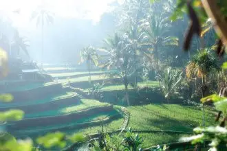 The beauty of global gardens