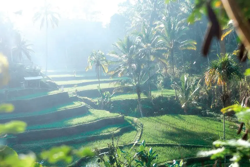 The beauty of global gardens