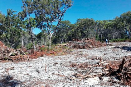 Illegal clearing is a serious environmental offense.