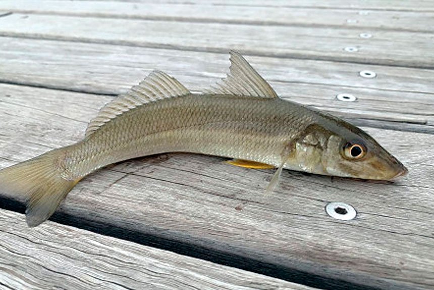 Good catches of whiting have been reported recently