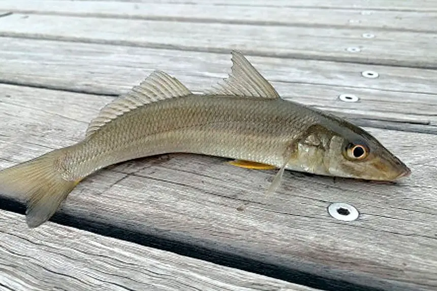 Good catches of whiting have been reported recently