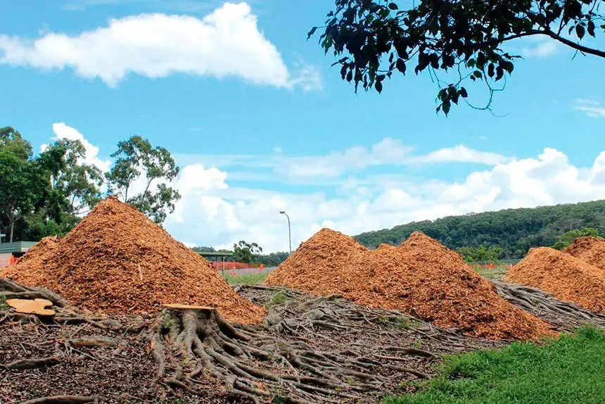 Seven trees are razed near Mount Cotton State School