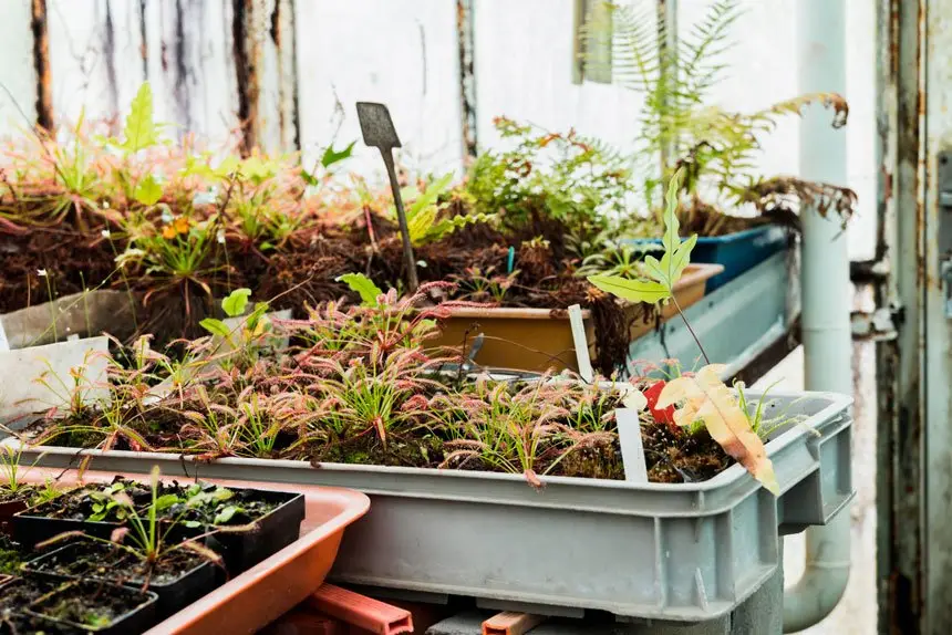 Sky’s the limit with elevated garden