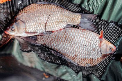 Start by rinsing the fish under cold water.