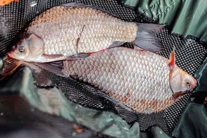 Start by rinsing the fish under cold water.