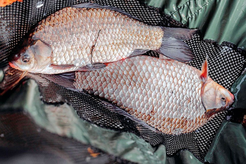 Start by rinsing the fish under cold water.