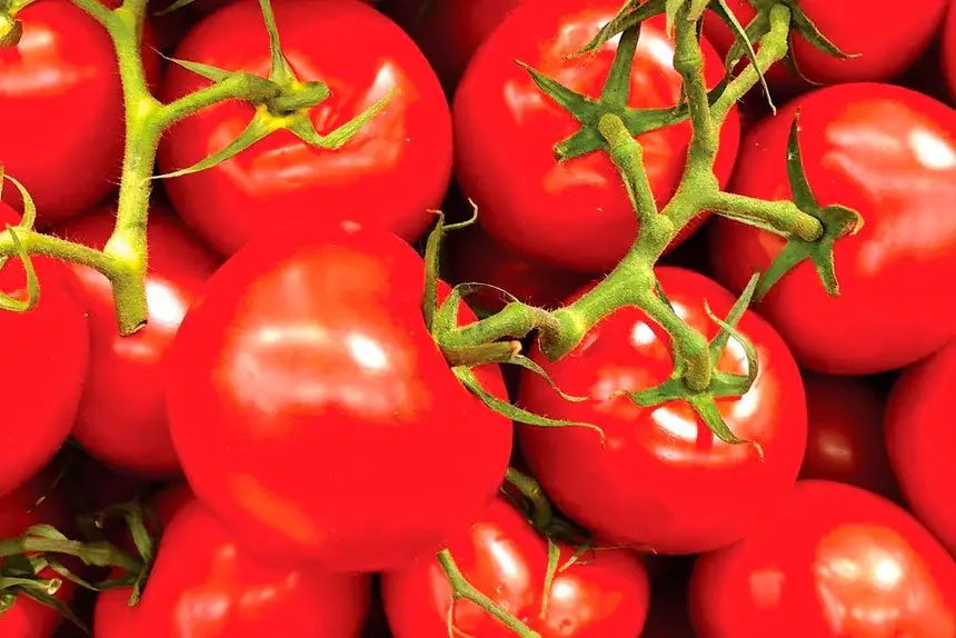 Tomatoes come in all shapes and sizes.