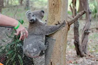 VOLUNTEERS REQUIRED: Wildlife are in need of your help.