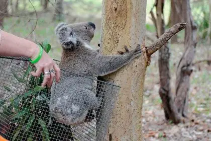 VOLUNTEERS REQUIRED: Wildlife are in need of your help.