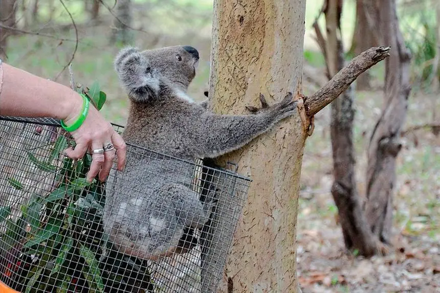 VOLUNTEERS REQUIRED: Wildlife are in need of your help.