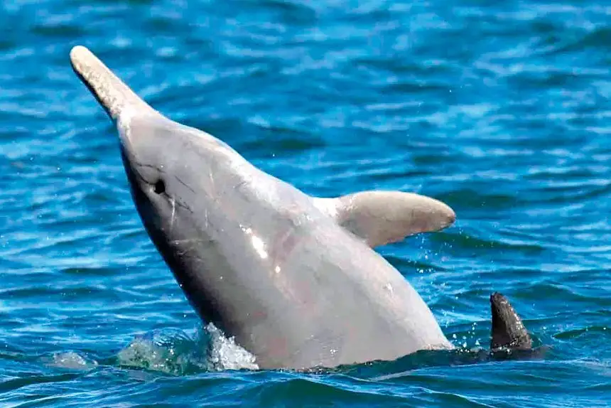 HEAD’S UP: Raggedy plays under the watchful eye of Dolphin Research Australia Moreton Bay members. PHOTOS: DOLPHIN RESEARCH AUSTRALIA